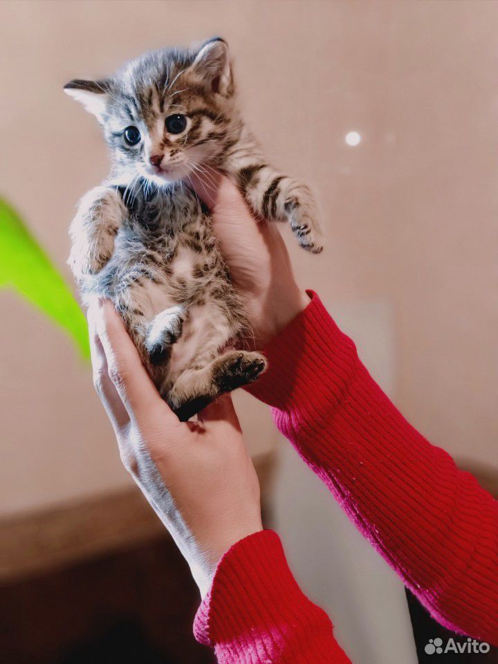Котята от домашней кошки крысаловки купить на Зозу.ру - фотография № 1
