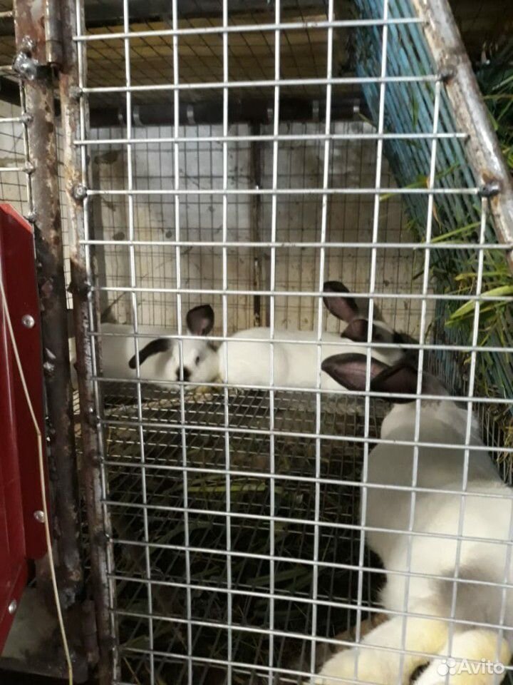 Кролики (чистые калифорнийцы) купить на Зозу.ру - фотография № 4