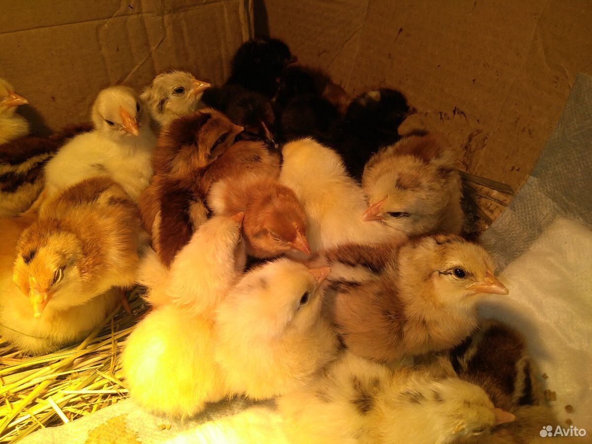 Цыплята, яйцо, яйцо инкубационное- от домашних кур купить на Зозу.ру - фотография № 3