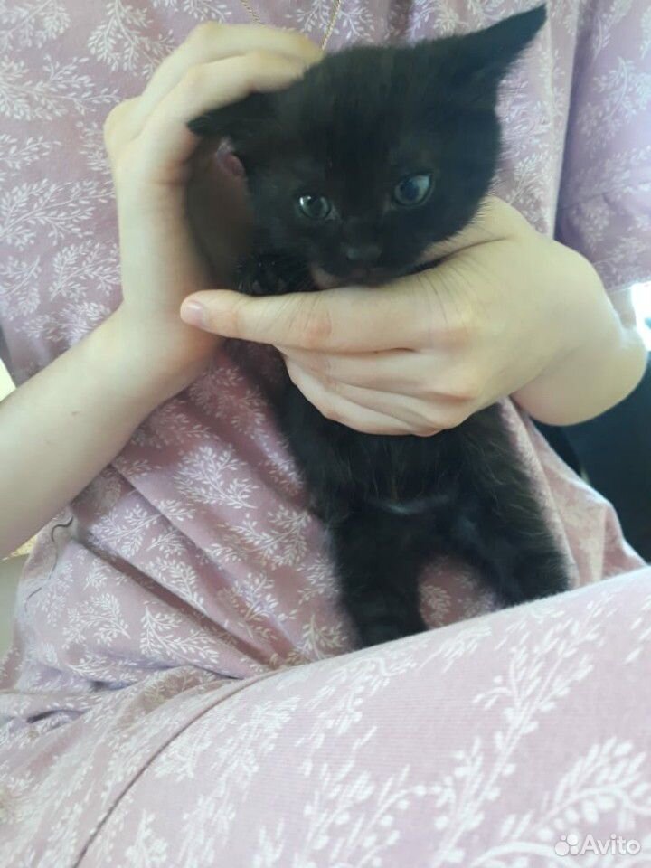 Котёнок девочка-Буся, день рождения 4 мая купить на Зозу.ру - фотография № 2