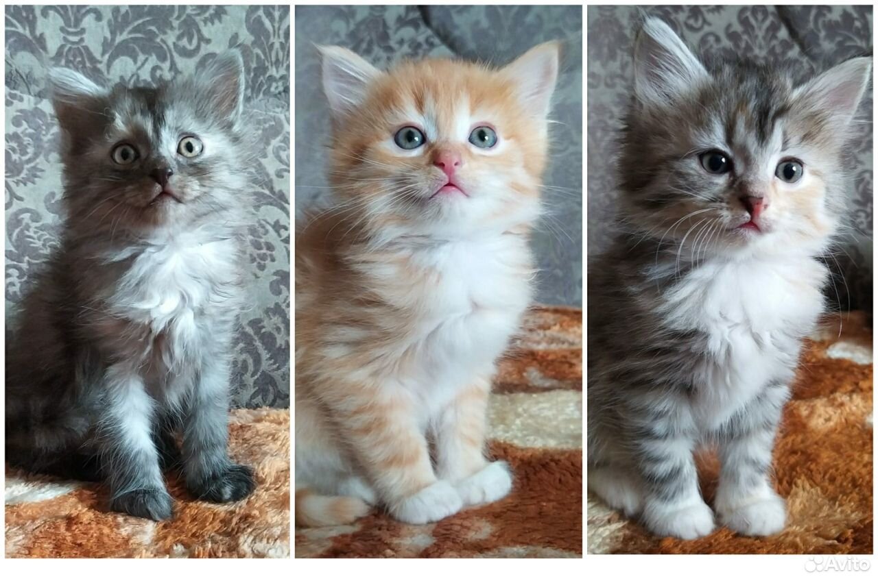 Кошки купить на Зозу.ру - фотография № 1