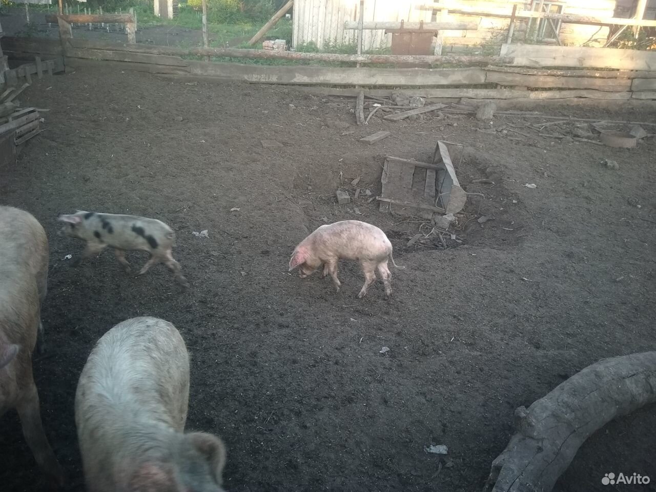 Мясо,свинина купить на Зозу.ру - фотография № 1