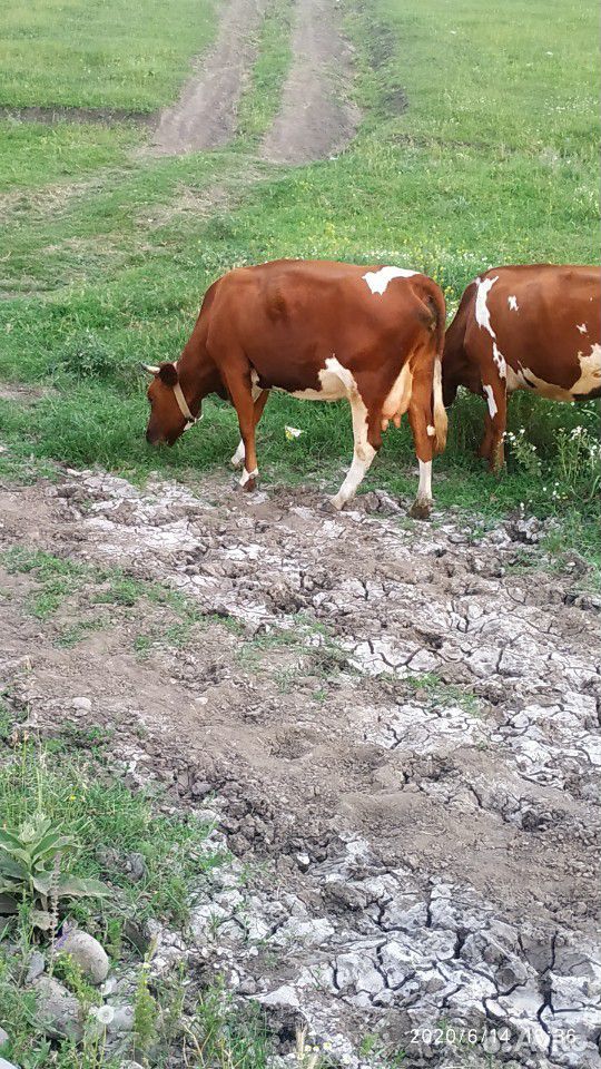Корова айширская и две телки двойни купить на Зозу.ру - фотография № 2