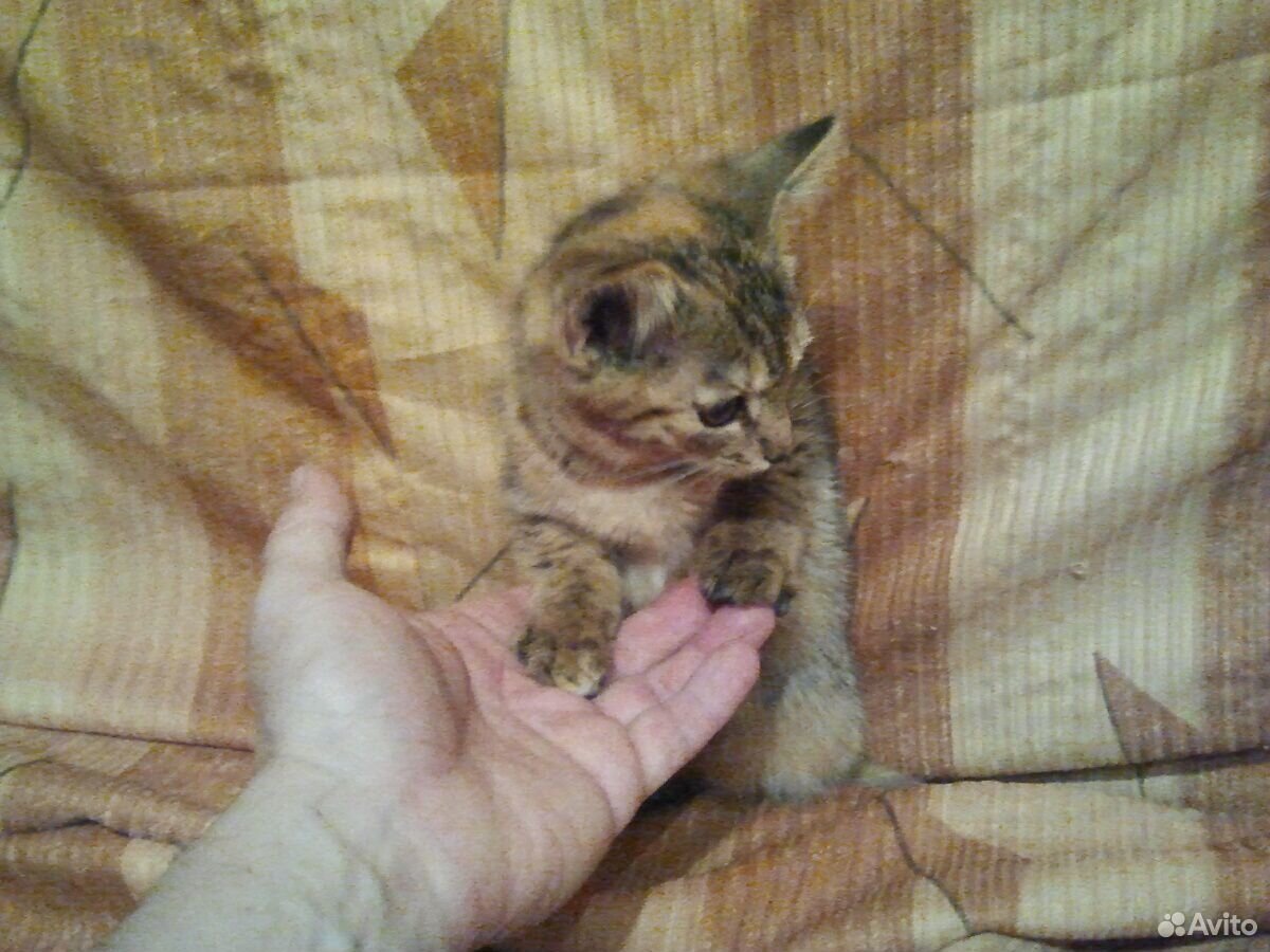 Котёнок в добрые руки самочка купить на Зозу.ру - фотография № 10