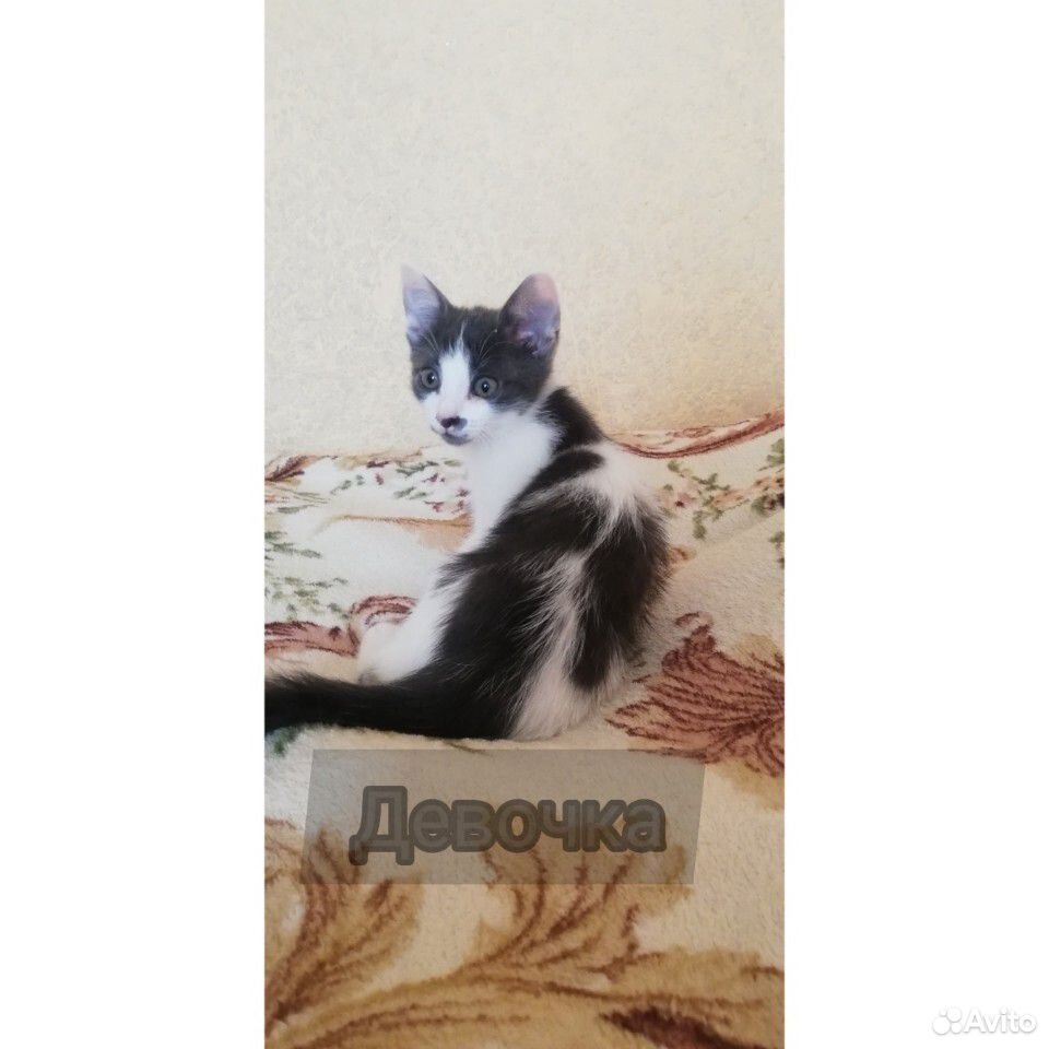 Котята купить на Зозу.ру - фотография № 2