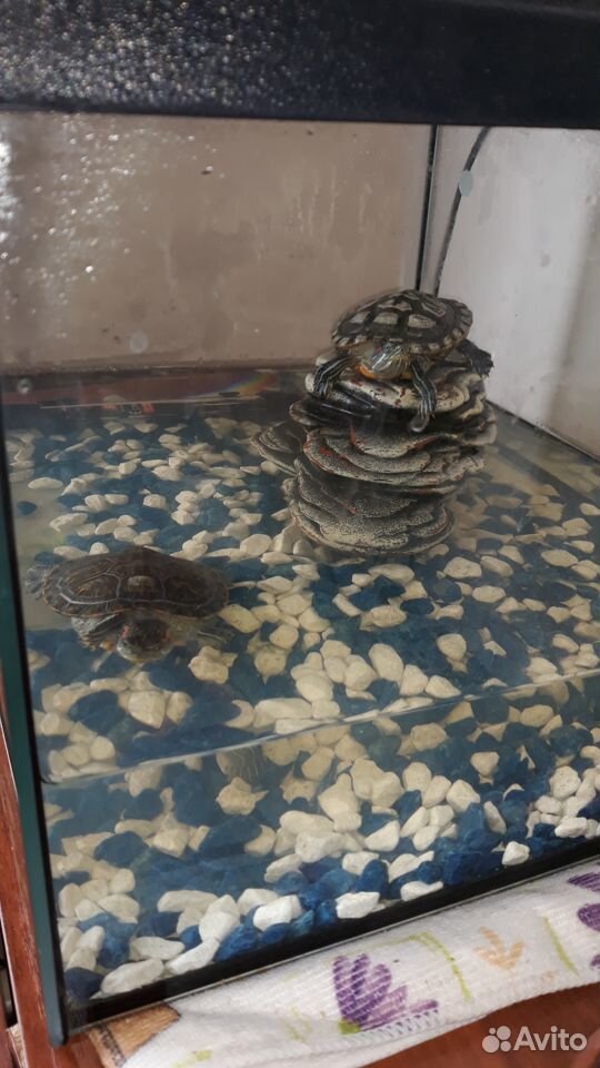Продам черепах с аквариумом купить на Зозу.ру - фотография № 3