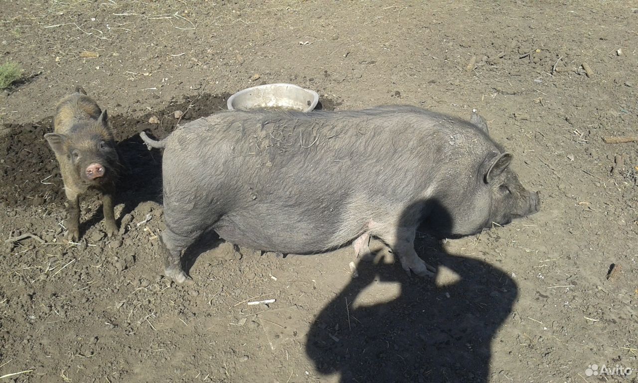 Продам вьетнамских свинью и хряка купить на Зозу.ру - фотография № 2