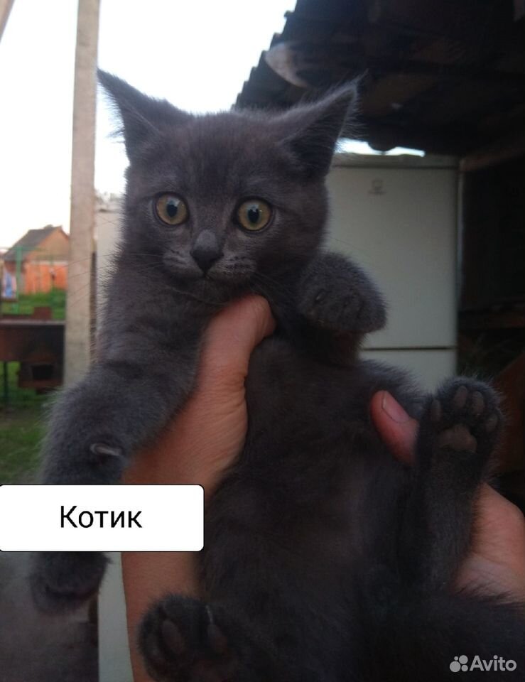Котята в добрые руки) купить на Зозу.ру - фотография № 2