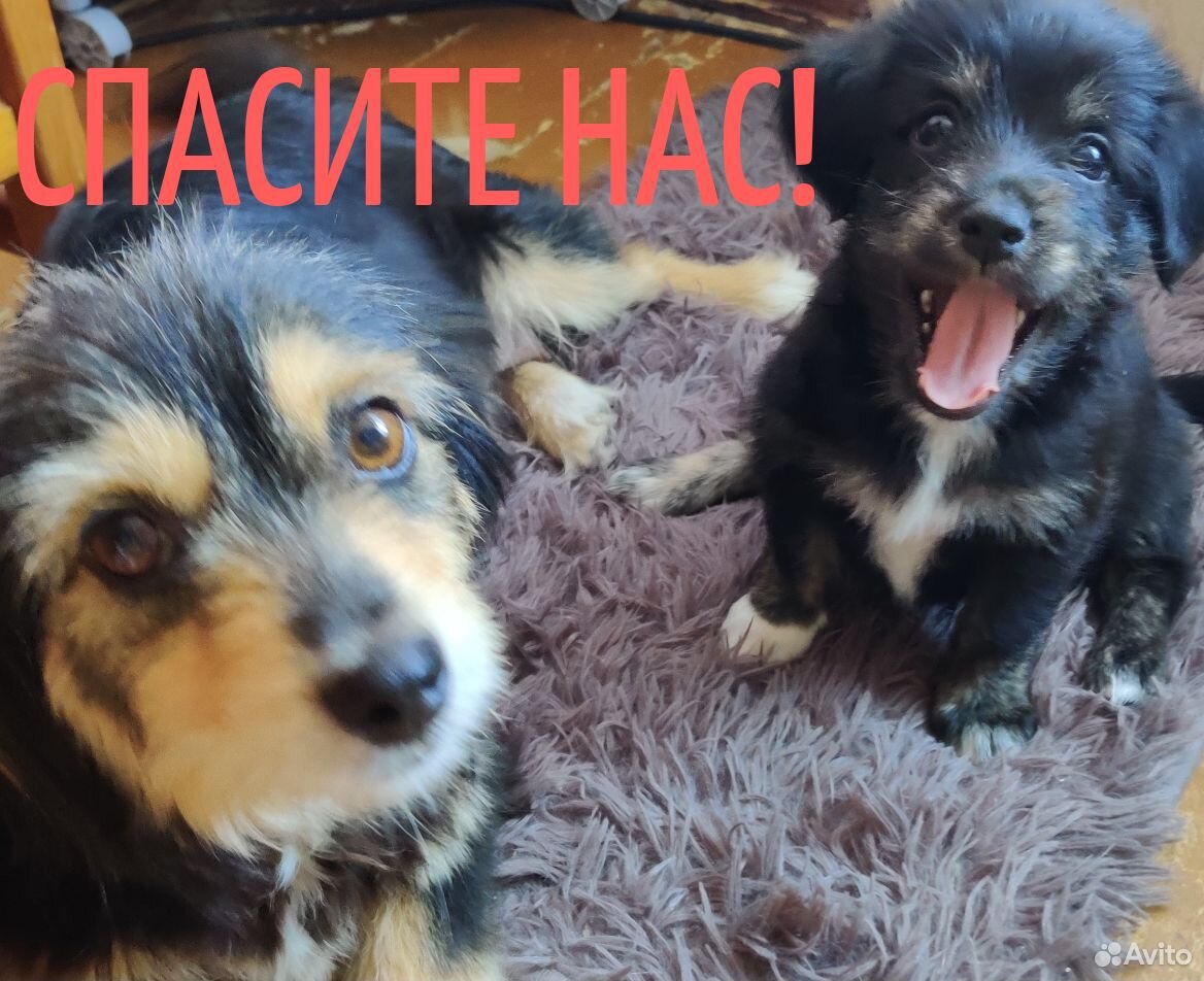 Собаки ищут заботливых родителей купить на Зозу.ру - фотография № 1