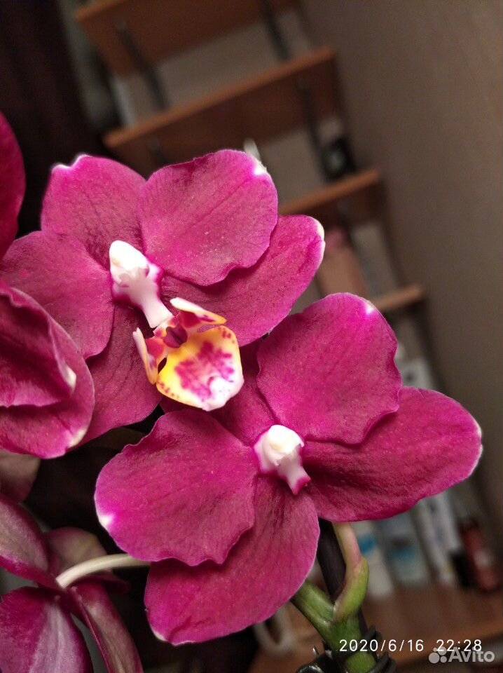 Орхидея фаленопсис комплект купить на Зозу.ру - фотография № 4