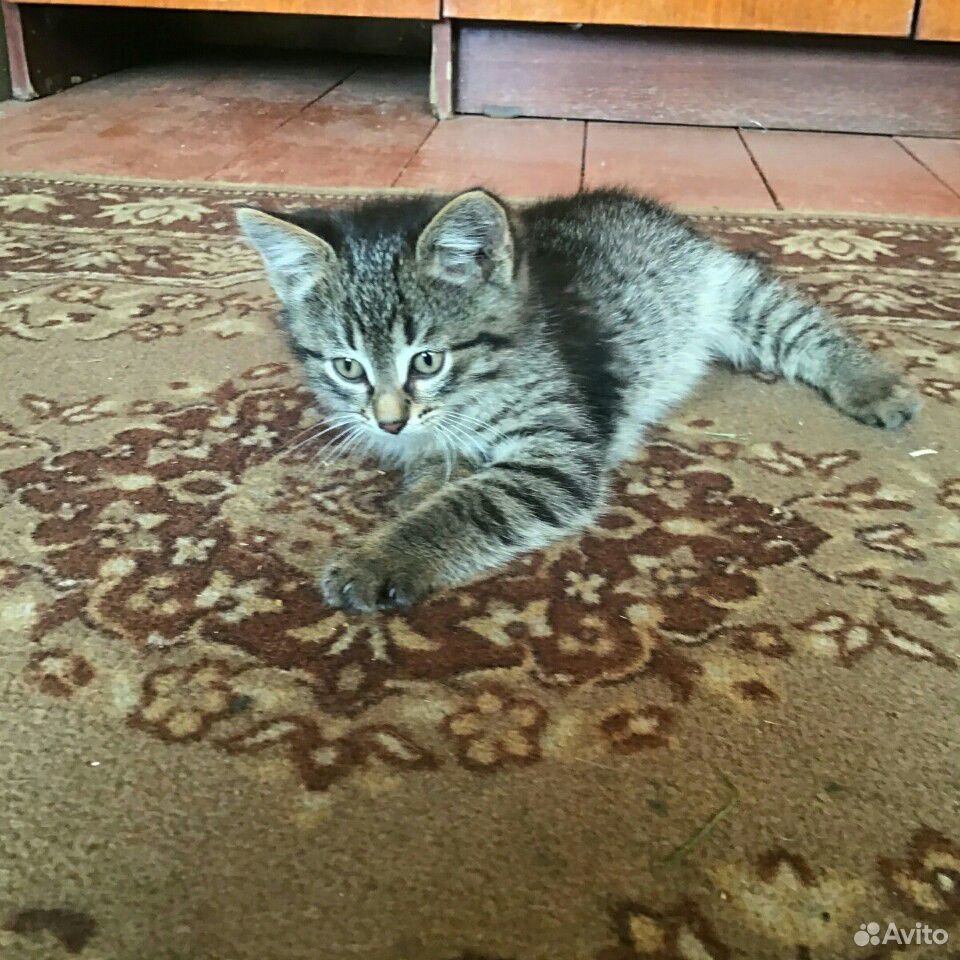 Замечательный котенок купить на Зозу.ру - фотография № 2
