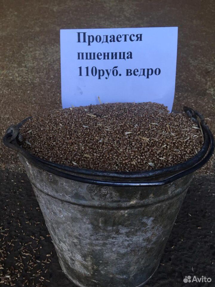Ячмень, пшеница купить на Зозу.ру - фотография № 2