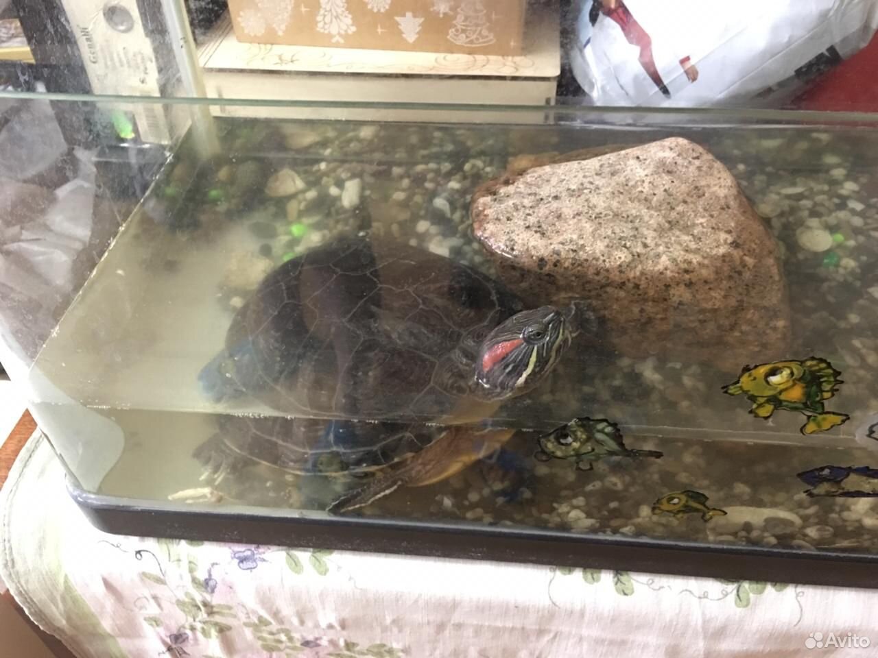Черепаха в дар с аквариумом купить на Зозу.ру - фотография № 1