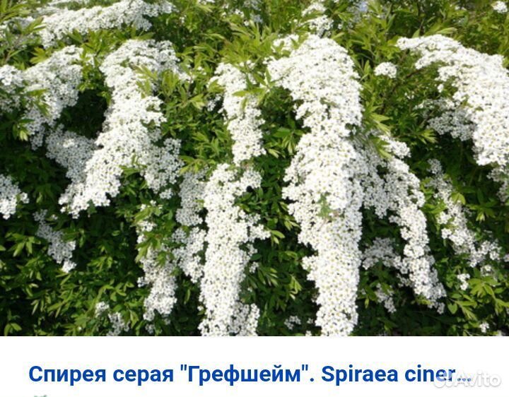 Цветы для сада купить на Зозу.ру - фотография № 4