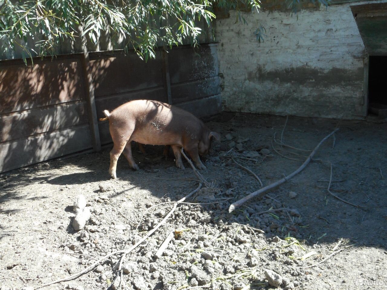 Свиньи на мясо,на племя дюрки купить на Зозу.ру - фотография № 7