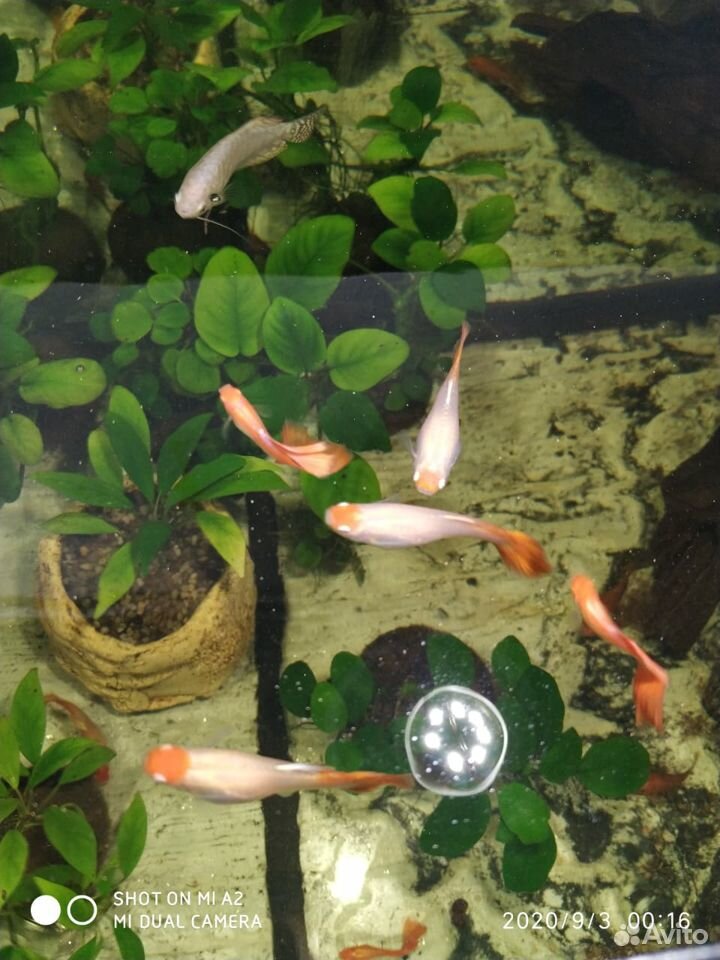 Гуппи Albino Koi