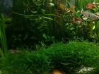 Яванский мох в аквариум объявление продам