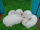 Новозеландские белые кролики (нзб) объявление продам