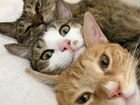 Кошки, котята, коты, стерилизованные, привитые объявление продам