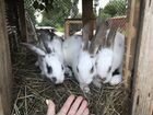 Кролики на разведение объявление продам