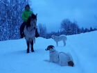Фото с животными (собаки, лошади, жители фермы) объявление продам