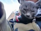 Котёнок 2 месяца, порода русская голубая объявление продам