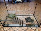 2 черепахи с аквариумом объявление продам