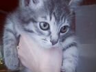 Котенок от кошечки Курильского бобтейла объявление продам