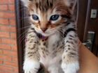 Котенок-кошечка от бенгальской кошки объявление продам