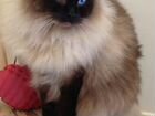 Сиамская кошка, стерилизованная объявление продам