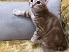 Солнечные котыКотята объявление продам