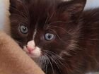 Котята русской голубой кошки объявление продам