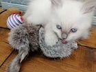 Котята породы невская маскарадная объявление продам