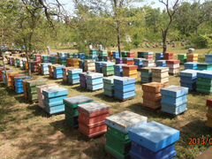 Пчёлы, пчеломатки, пчелопакеты. Линии 77 и 39