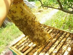 Пчелосемьи и пчелопакеты