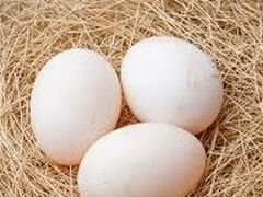 Продам инкубационное яйцо индоутки и утки хохлатой