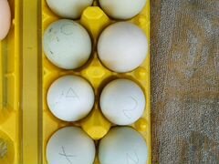 Яйцо куриное для инкубации