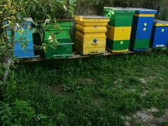 Продам пчело семьи