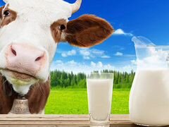 Молоко коровье сырое охложденное