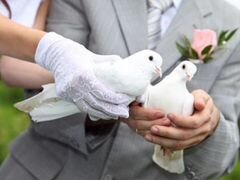 Голуби для свадьбы