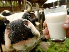 Продам молоко коровье