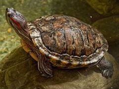 Черепахи красноухие 2 шт