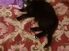 Черный с белым котенок