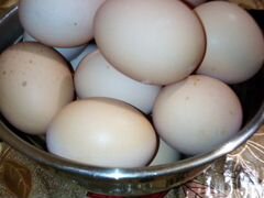Яйца домашних куриц