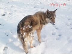 Щенки чехословацкой волчьей собаки