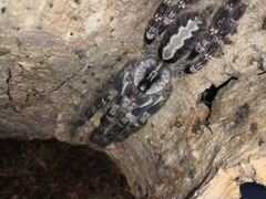 Паук - тарантул - poecilotheria regalis