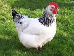 Цыплята мясо-яичные Адлеровские-Серебристые