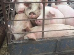 Свиньей и свиноматок