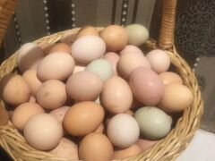 Яйцо куриное, несушки, цыплята под заказ
