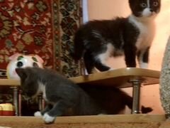 Котики от шотландской кошки